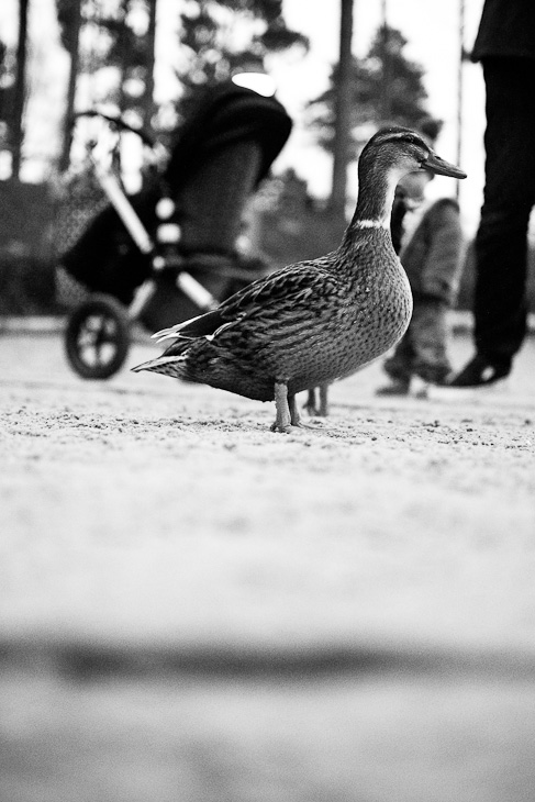 Mallard