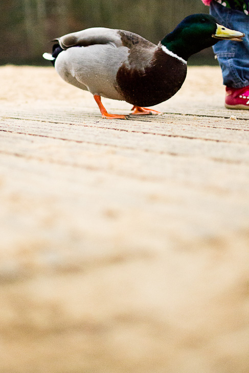 Duck feet