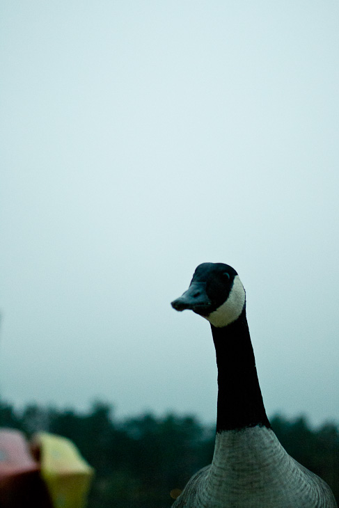 Goose