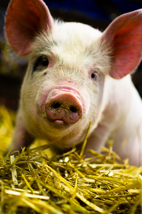 Pig