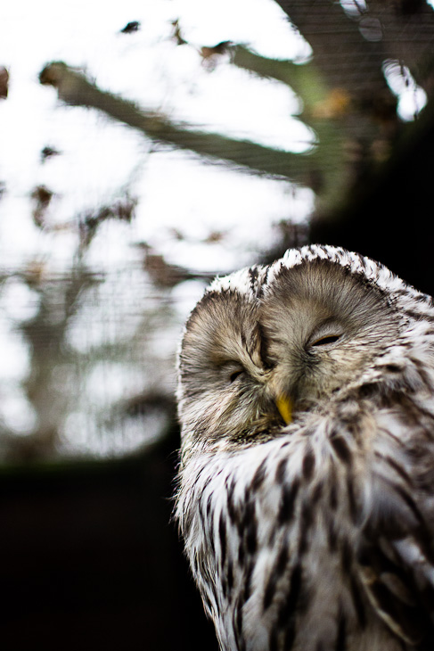 Wol